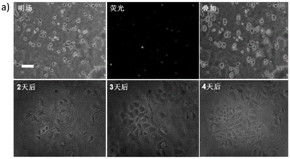 CTC (circulating tumor cell) capturing and purifying substrate based on chitosan nanoparticles and preparation method of CTC capturing and purifying substrate