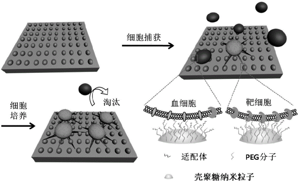 CTC (circulating tumor cell) capturing and purifying substrate based on chitosan nanoparticles and preparation method of CTC capturing and purifying substrate