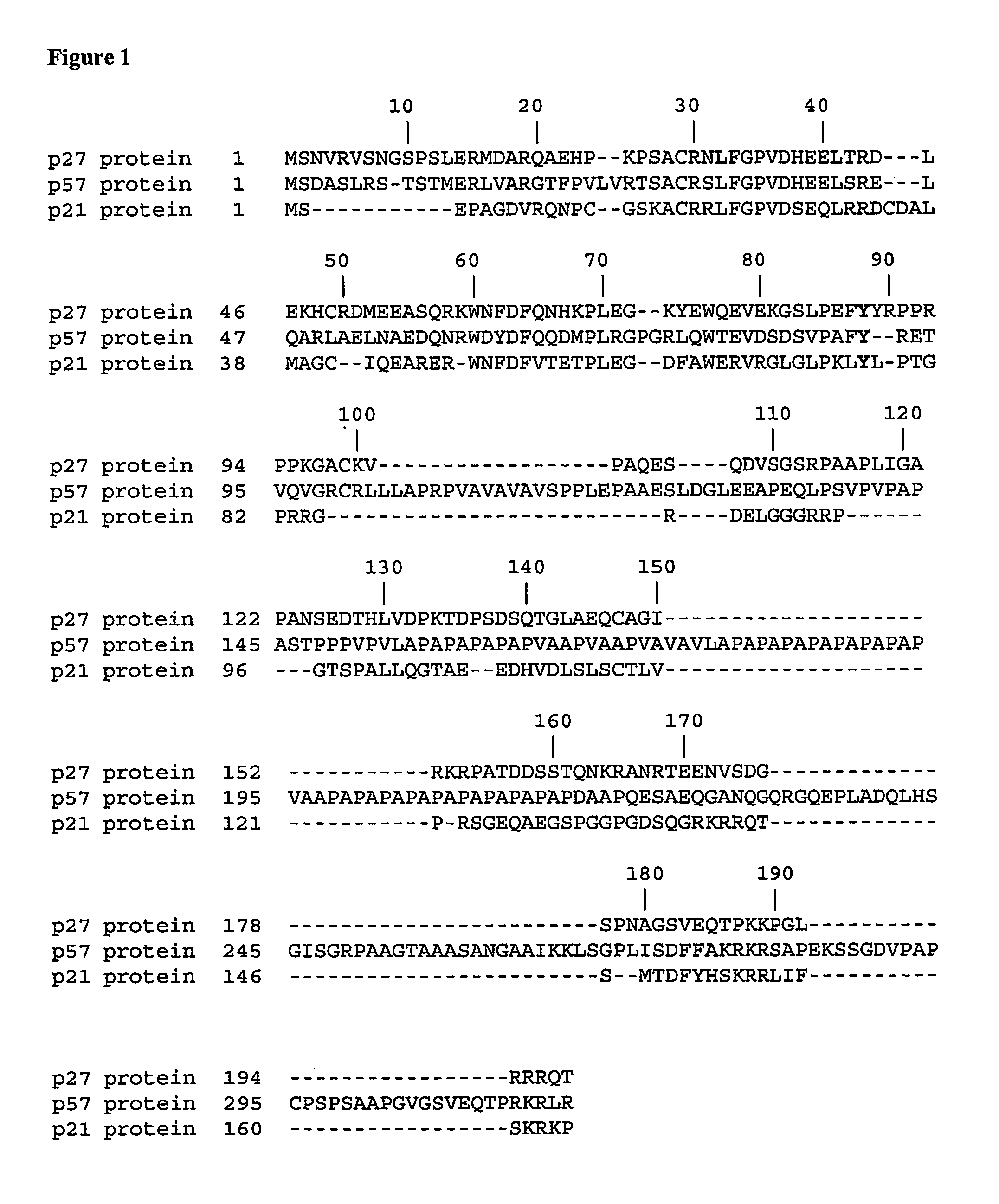 Tyrosine Phosphorylation of Cdk Inhibitor Proteins of the Cip/Kip Family