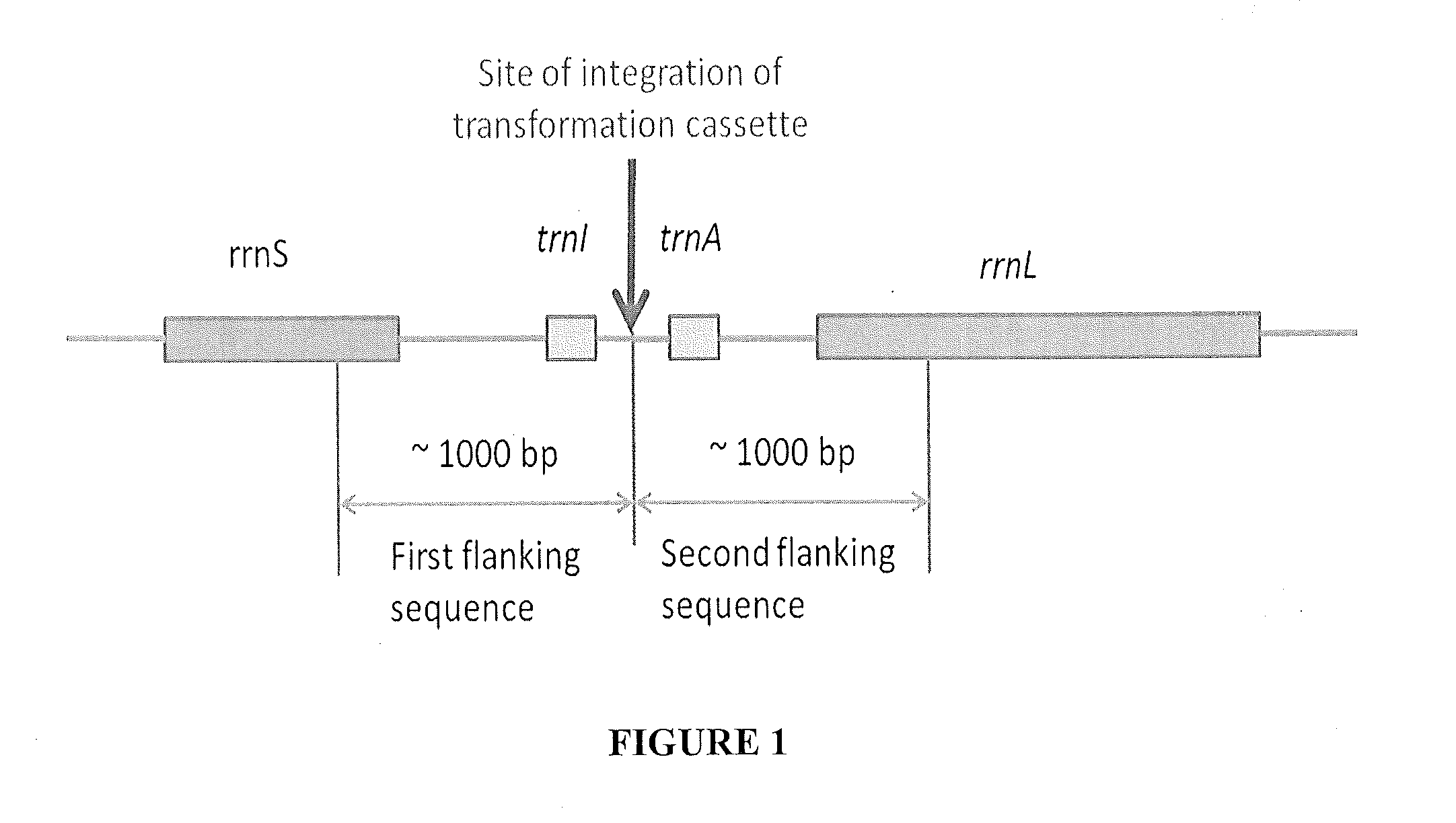 Methods and compositions for the production of extremophile enzymes from green microalgae and cyanobacteria