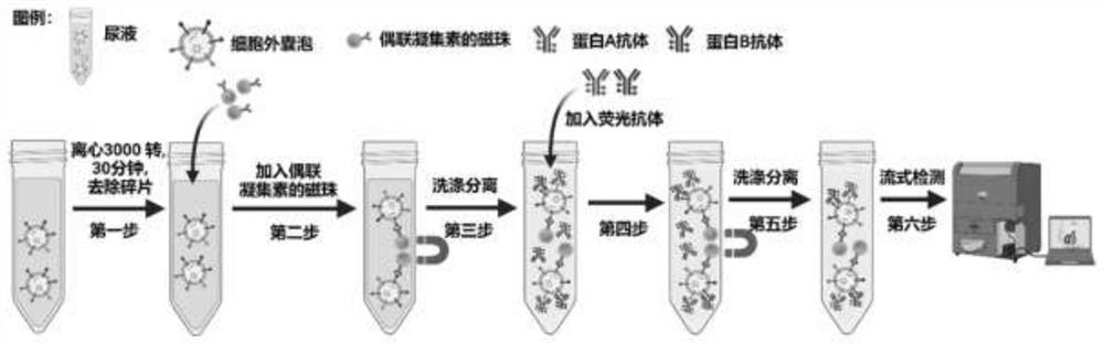 Application of urine microvesicle protein as kidney cancer diagnosis marker