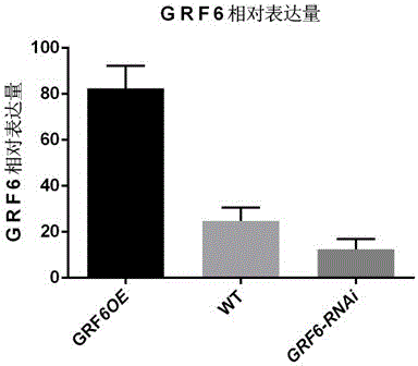 Method for improving rice yield through OsGRF6 gene, and applications thereof