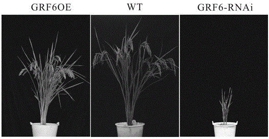 Method for improving rice yield through OsGRF6 gene, and applications thereof