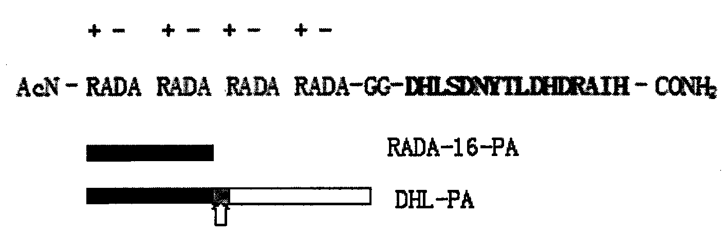 Connexin core sequence-containing amphiphilic polypeptide and application thereof