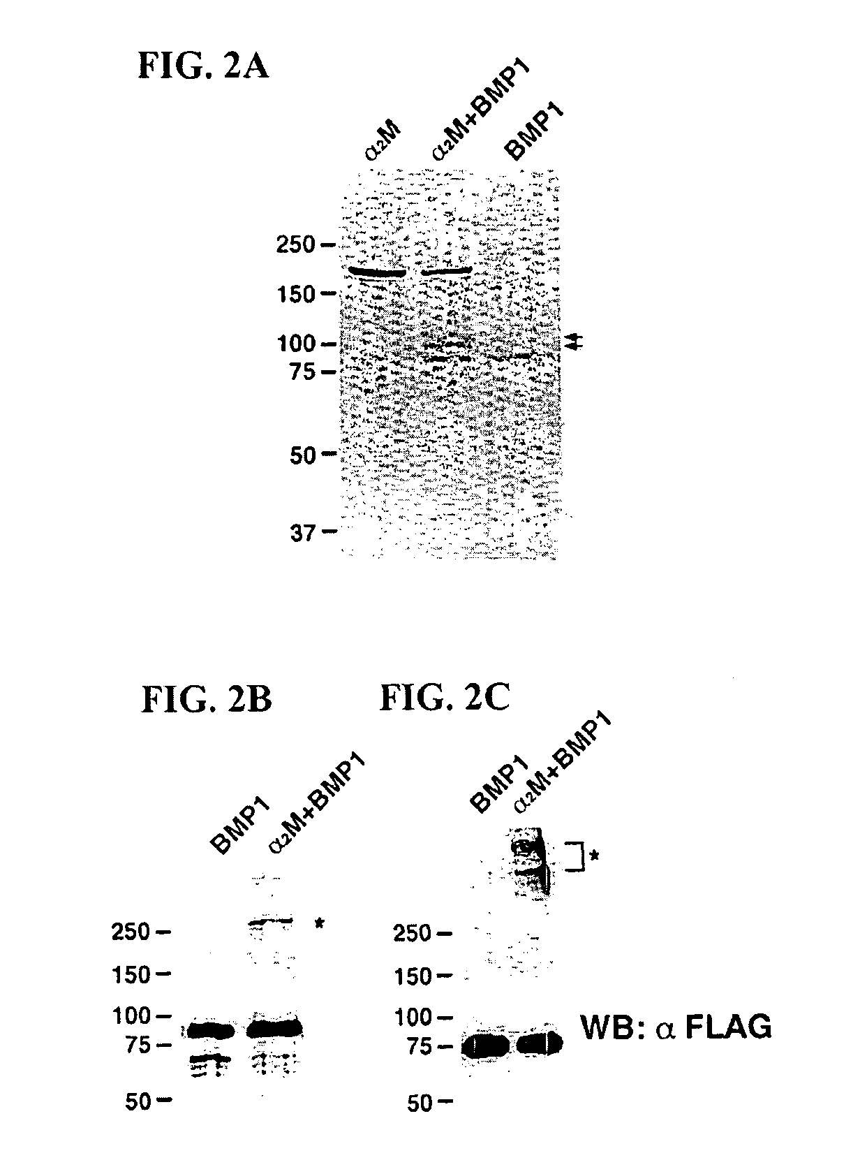 Composition for treating a fibrotic disorder comprising an inhibitor of a BMP-1-like protein