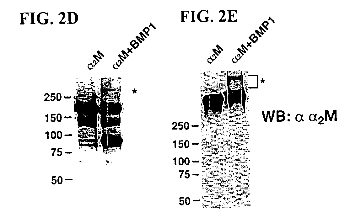 Composition for treating a fibrotic disorder comprising an inhibitor of a BMP-1-like protein