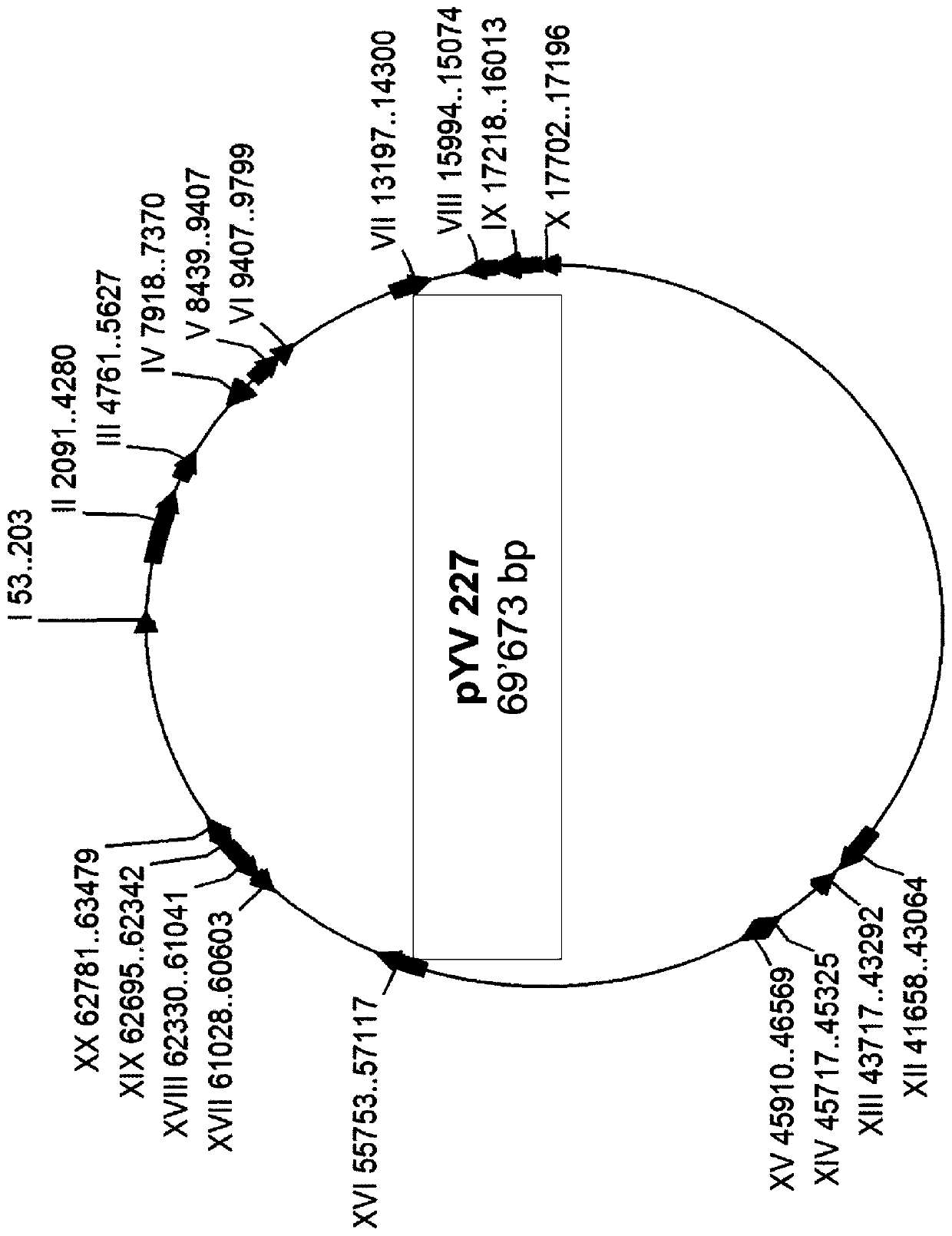 Virulence attenuated bacteria based protein delivery