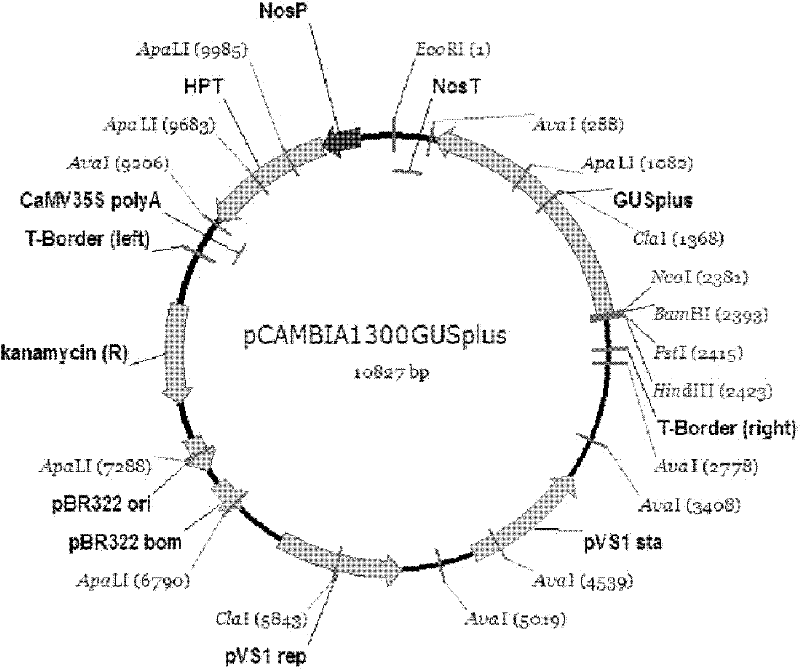 Promoter of OsRTS1 (oryza sativa root tip specific 1) gene and application thereof