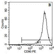 Method for culturing CD29&lt;+&gt; human umbilical cord mesenchymal stem cells for alleviating skeletal muscle atrophy in high glucose and lysophosphatidylcholine environment