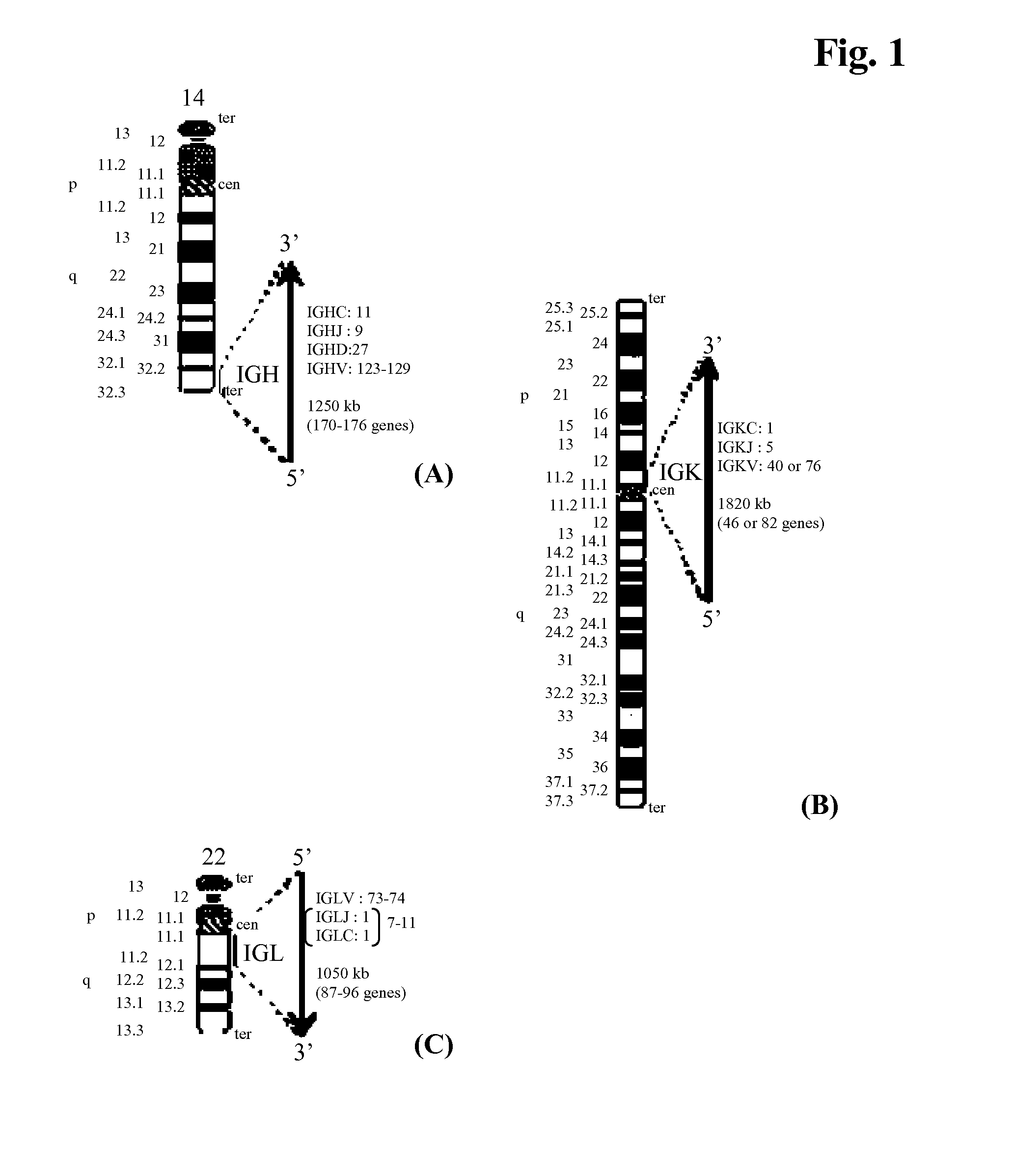 METHOD FOR OBTAINING FAB FRAGMENTS FROM SINGLE ANTIBODY PRODUCING CELLS BY MULTIPLEXED CPR IN COMBINATION WITH TaqMan PROBES