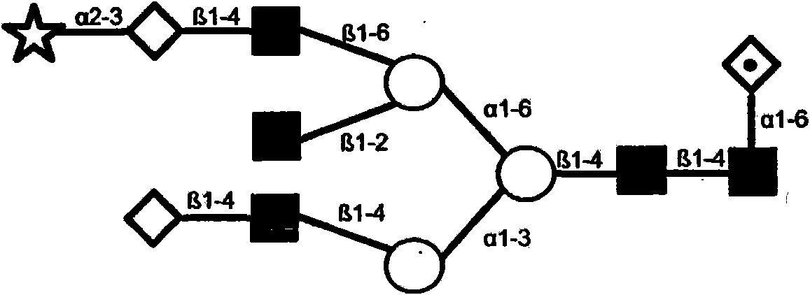 System and method for representing n-linked glycan structures