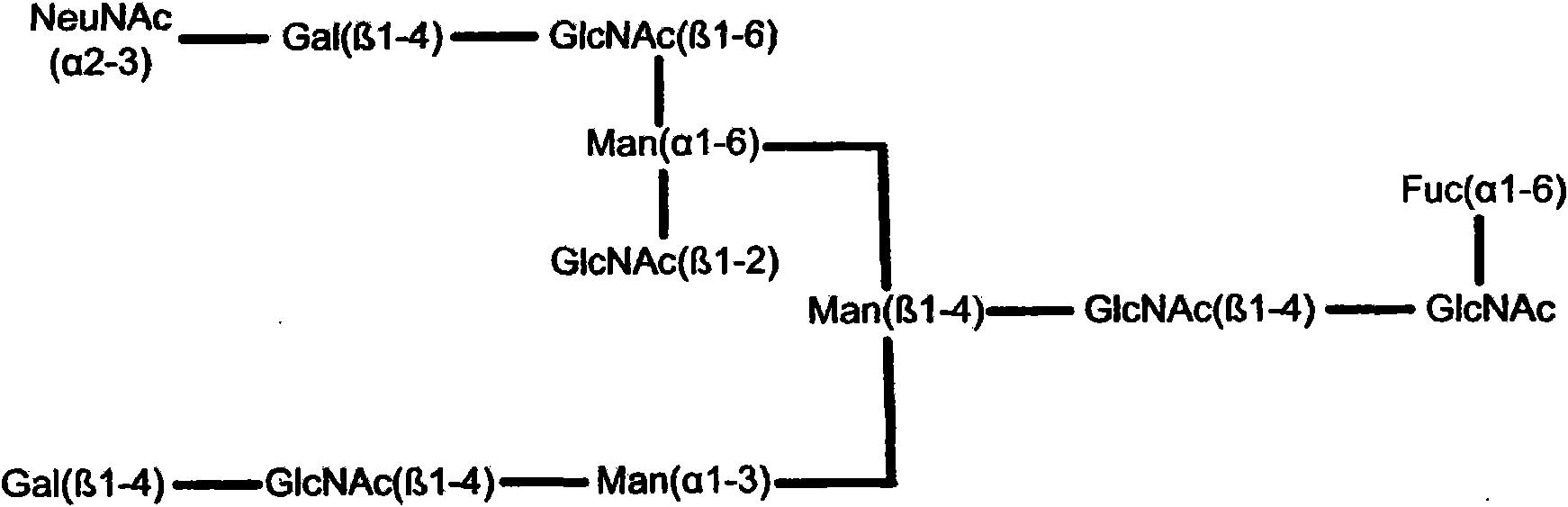 System and method for representing n-linked glycan structures