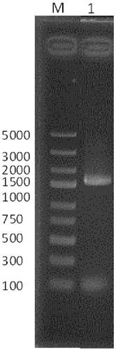 Cloning method and application of tobacco arsenic transportation gene NtNIP7-1