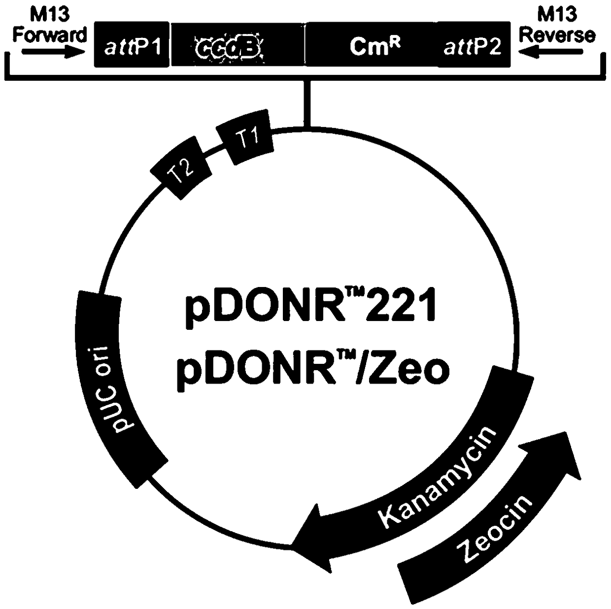 Cloning method and application of tobacco arsenic transportation gene NtNIP7-1