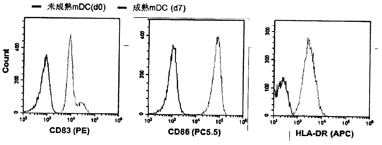 Preparation method of cytotoxic T lymphocyte targeting to multiple KRAS mutant antigen epitopes of turmor