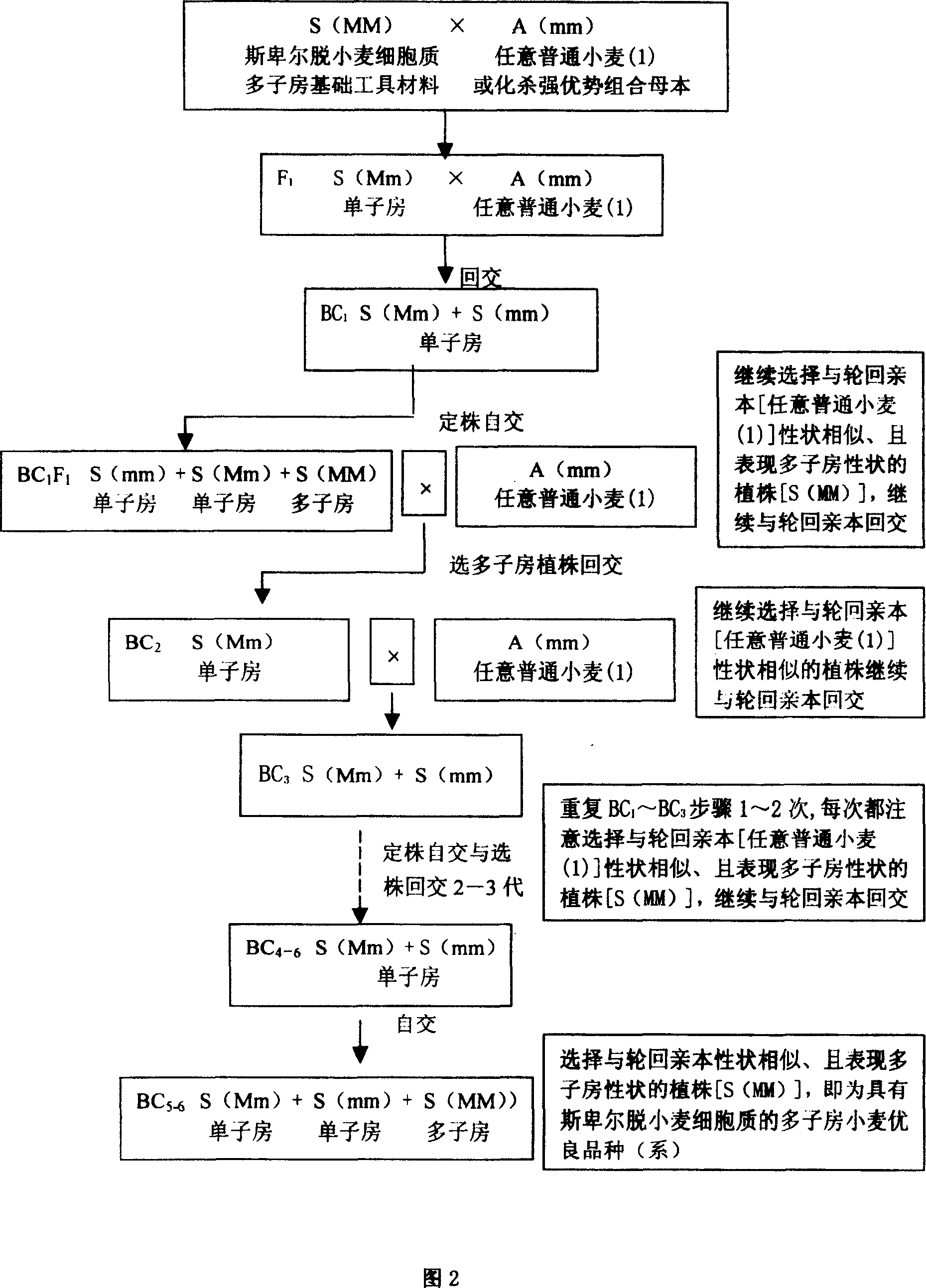 Method for increasing breeding benefit of wheat hybrid