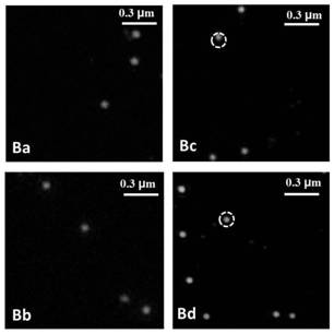 A functionalized gold nanoparticle and preparation method thereof, preparation method and application of gold nanoparticle dimer