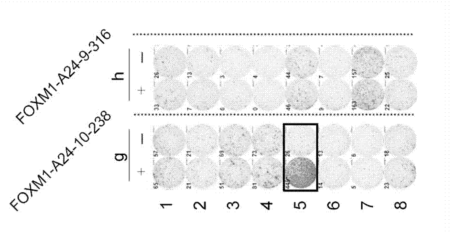 Foxm1 peptides and vaccines containing the same