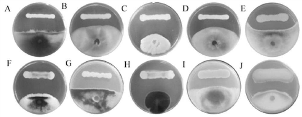 Preparation method and application of burkholderia sp. MEL01 capable of efficiently antagonizing fusarium graminearum