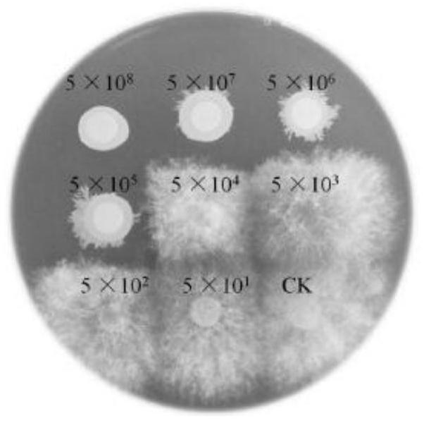 Preparation method and application of burkholderia sp. MEL01 capable of efficiently antagonizing fusarium graminearum