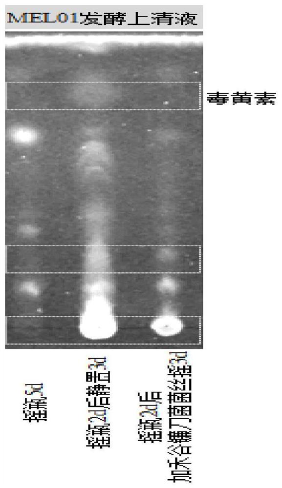 Preparation method and application of burkholderia sp. MEL01 capable of efficiently antagonizing fusarium graminearum