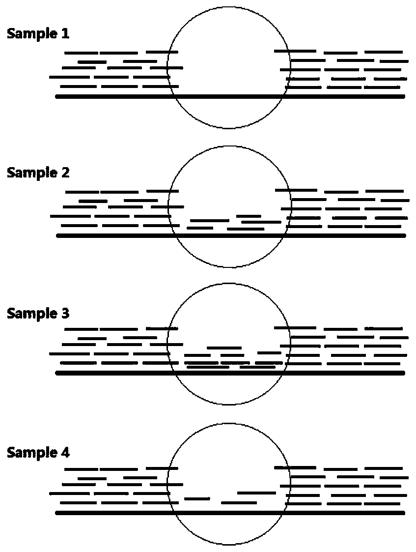 A method for genotyping forest tree population based on gene copy number variation loci