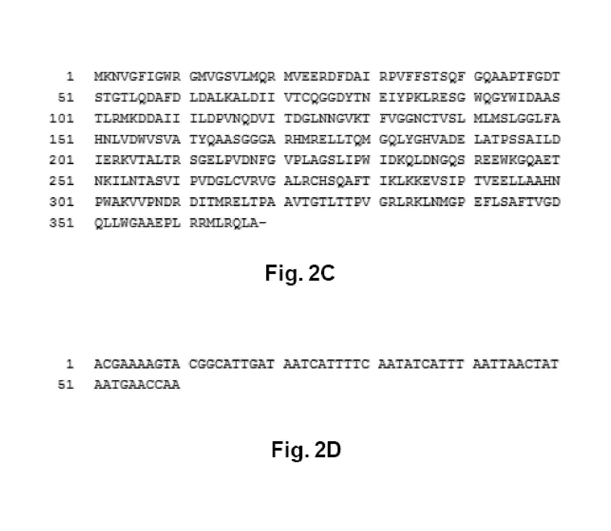Modified Bacteria and their Uses thereof for the Treatment of Cancer or Tumor