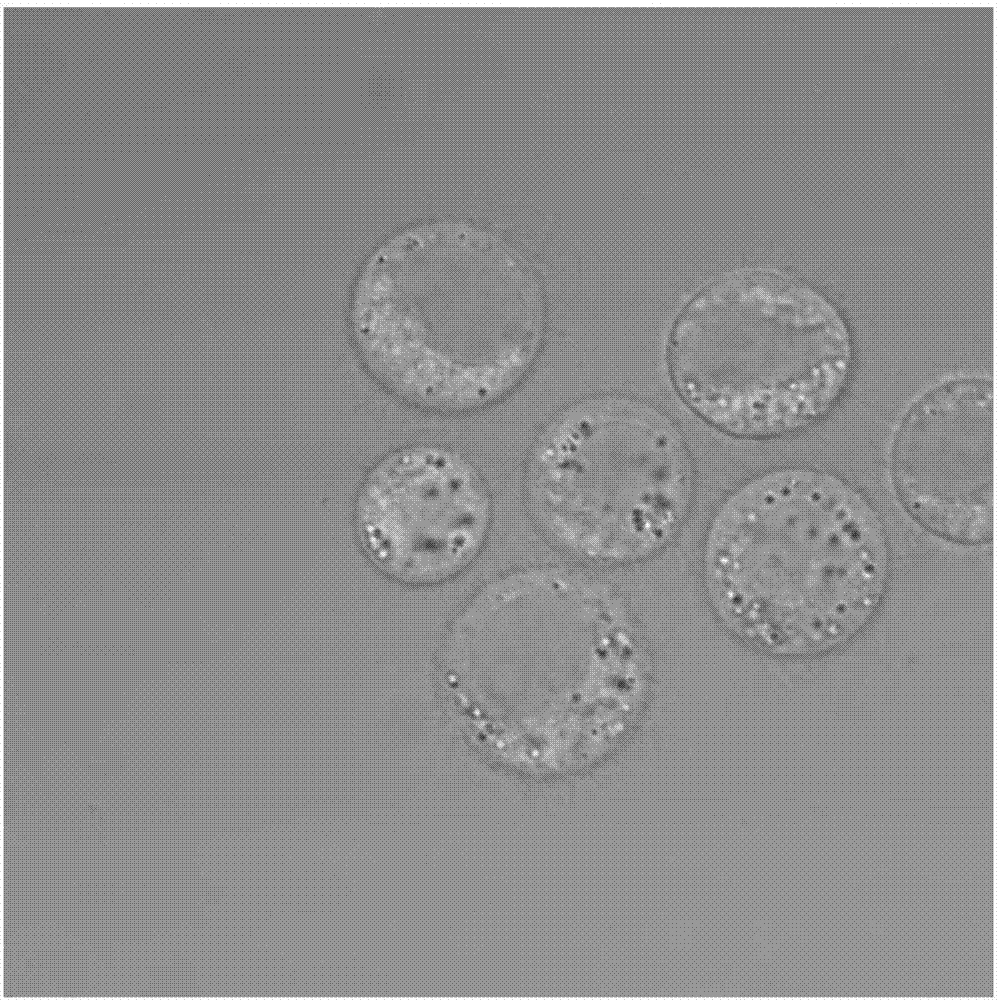 Fluorescence imaging method for intracellular glutathione