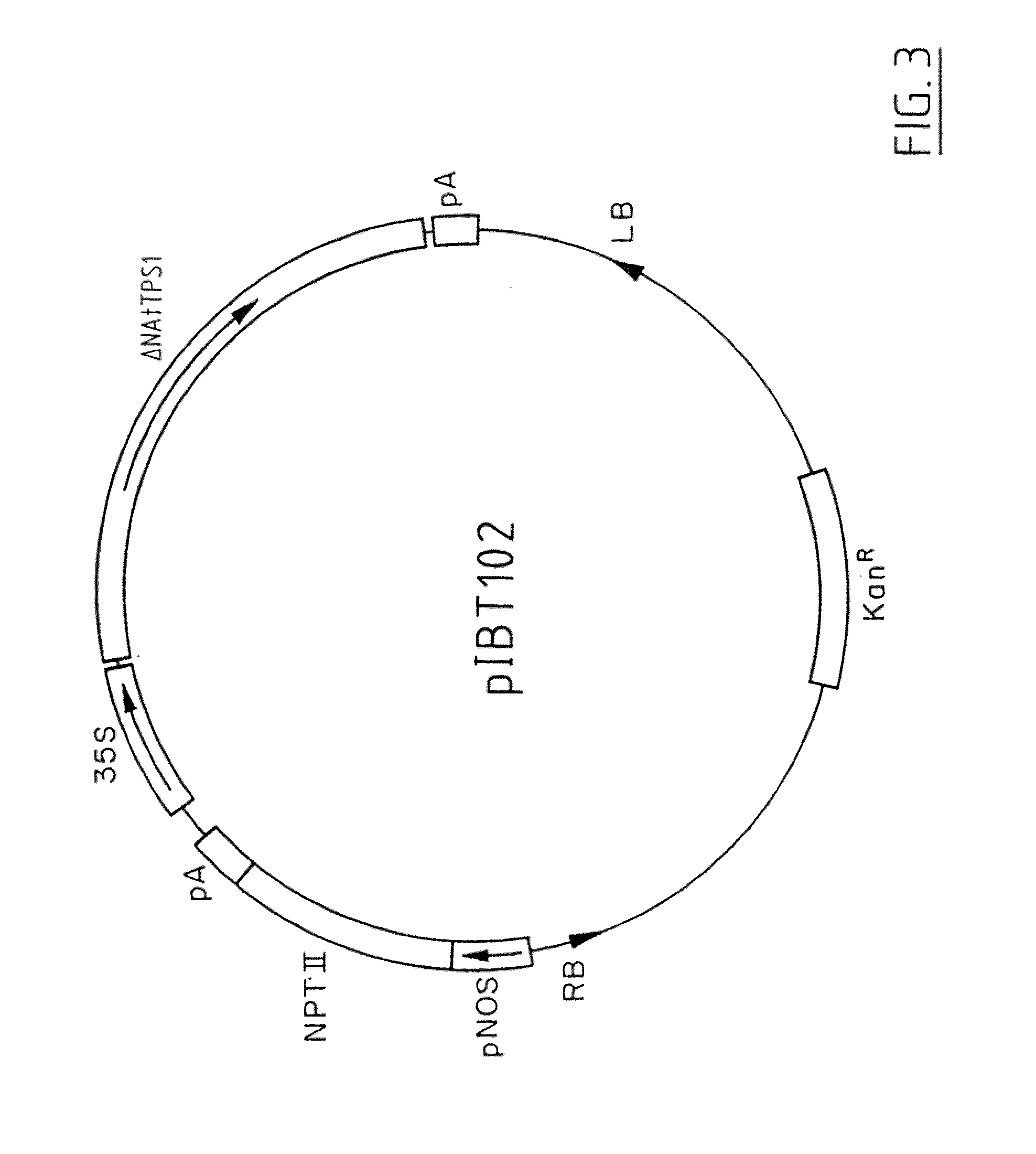 Specific genetic modification of the activity of trehalose-6-phosphate synthase and expression in a homologous or heterologous environment