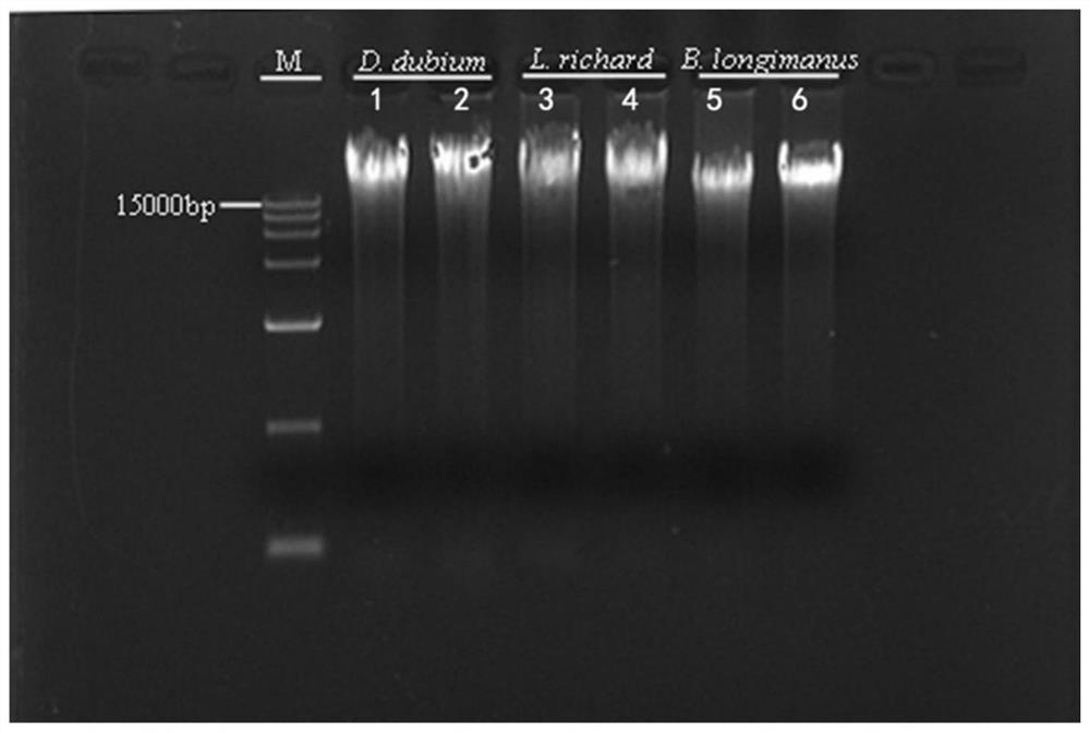 A third-generation sequencing zooplankton genome DNA extraction method and application