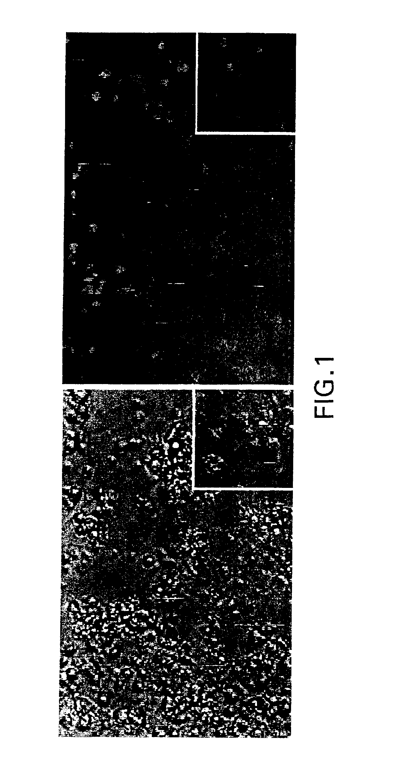 Use of tolerogenic dendritic cells for enhancing tolerogenicity in a host and methods for making the same