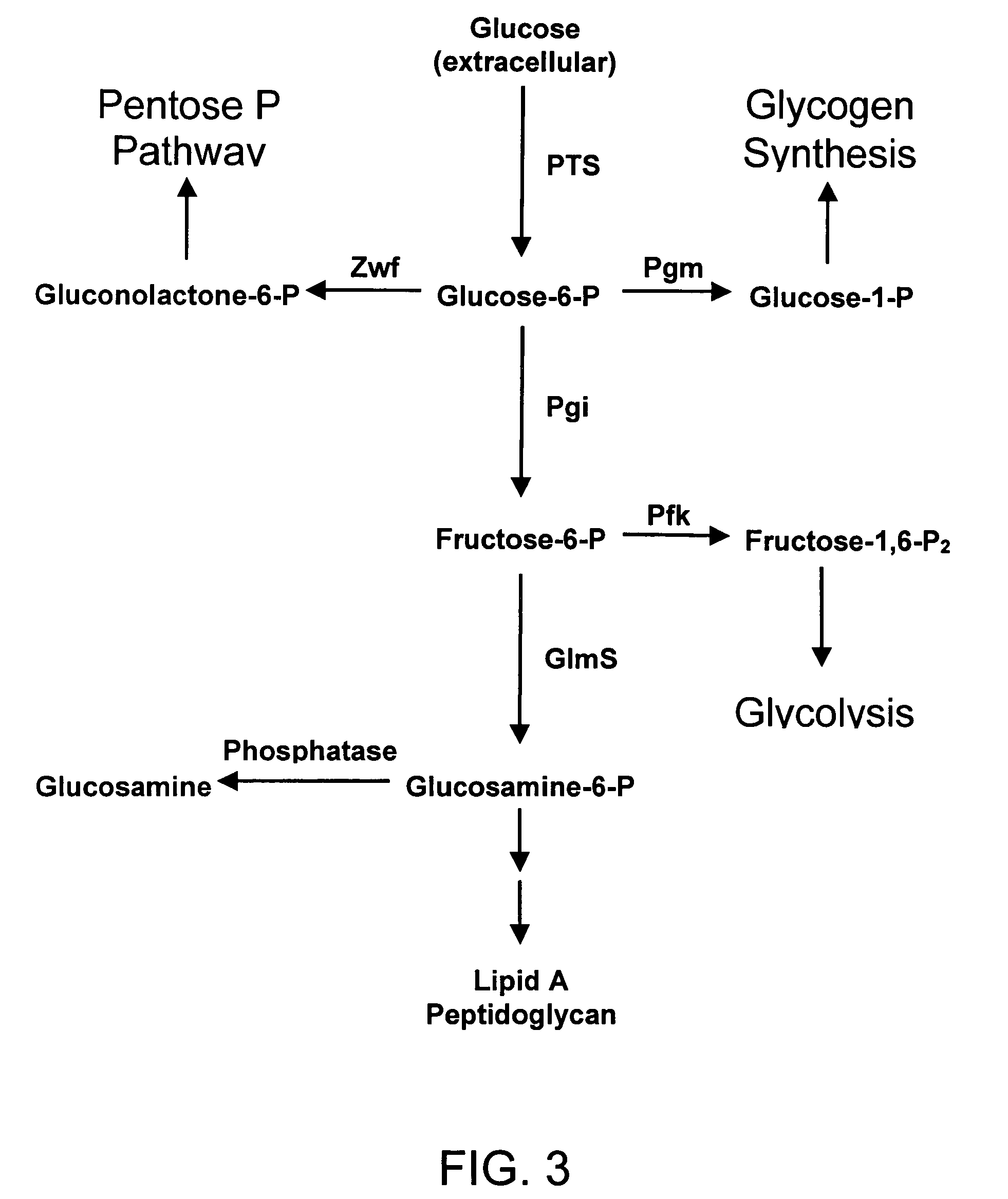 Process and materials for production of glucosamine and N-acetylglucosamine