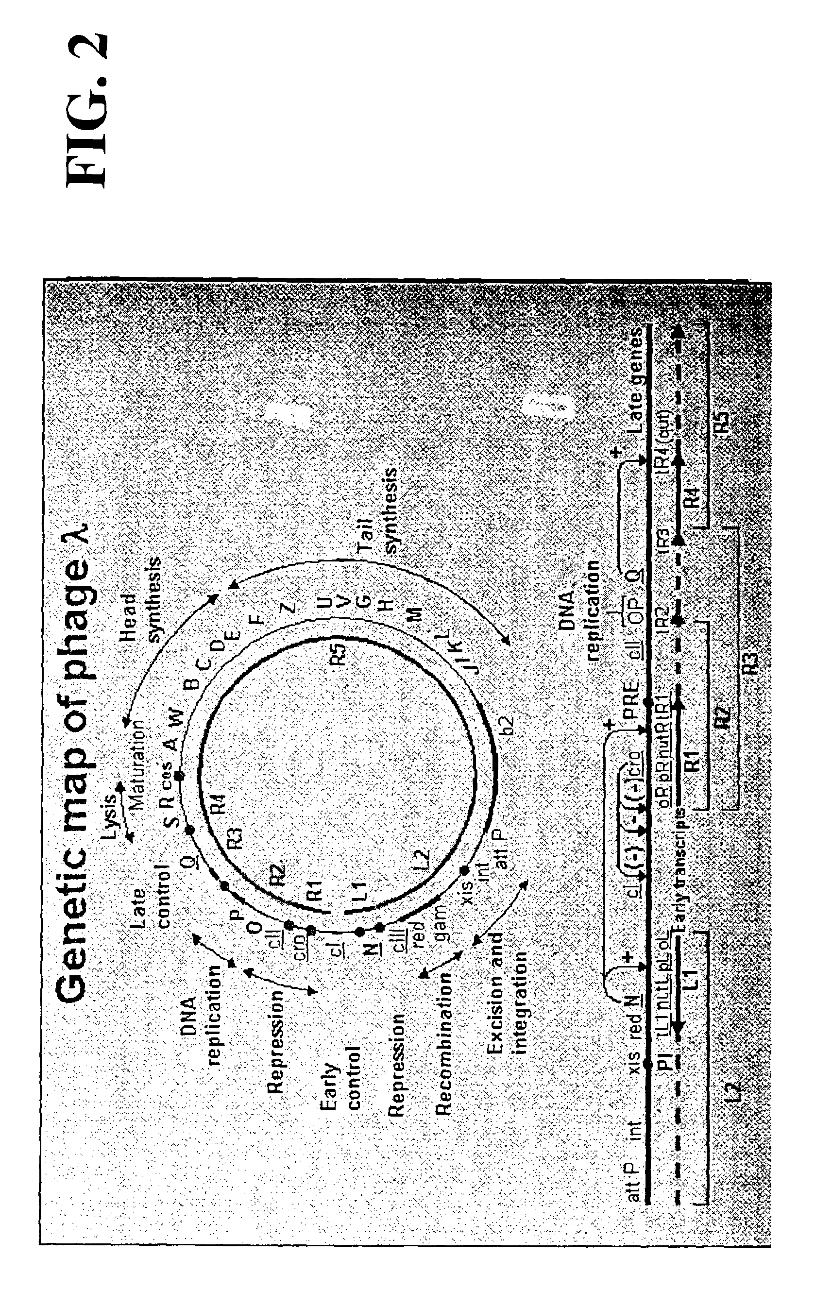 Plasmids and phages for homologous recombination and methods of use