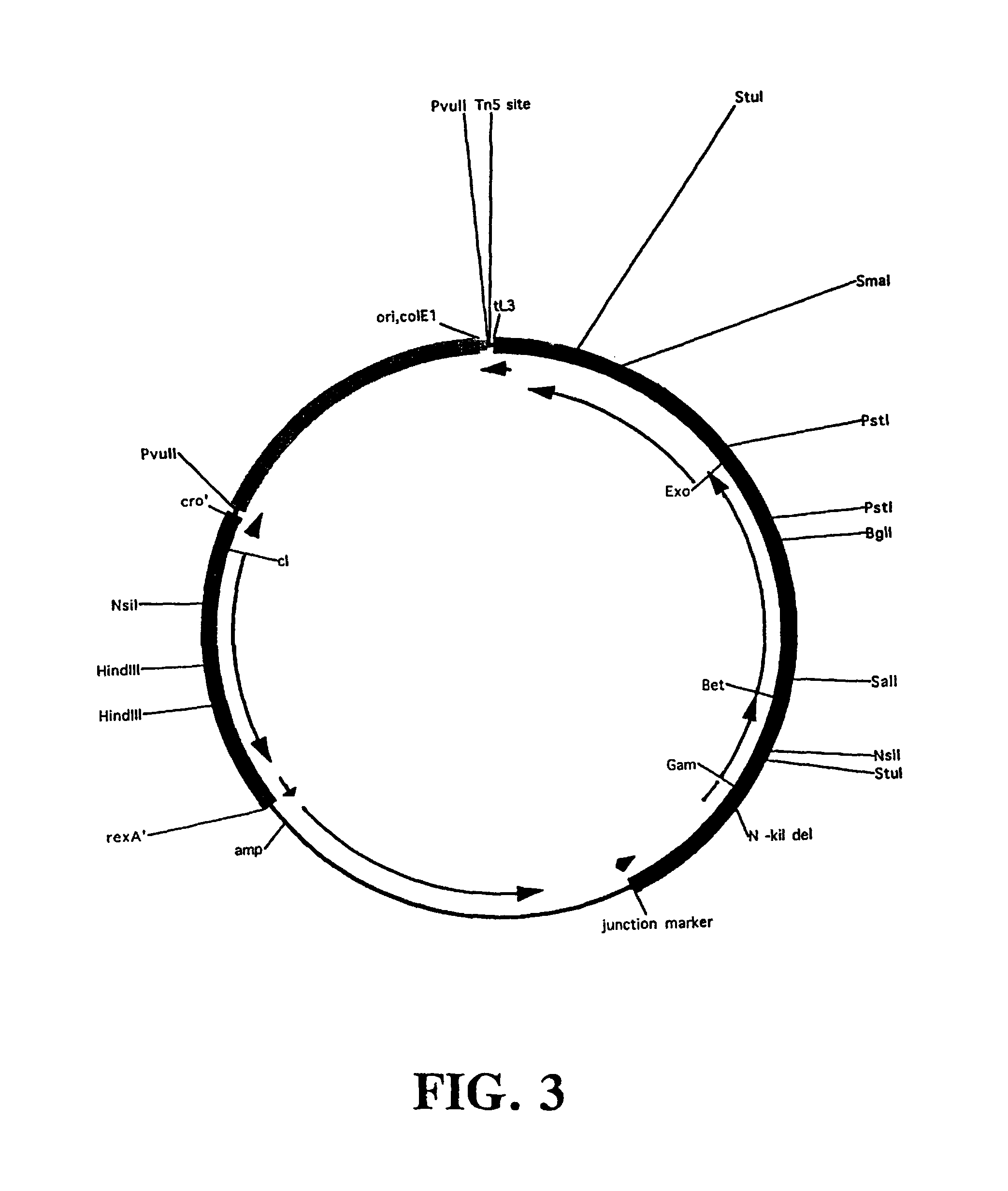 Plasmids and phages for homologous recombination and methods of use