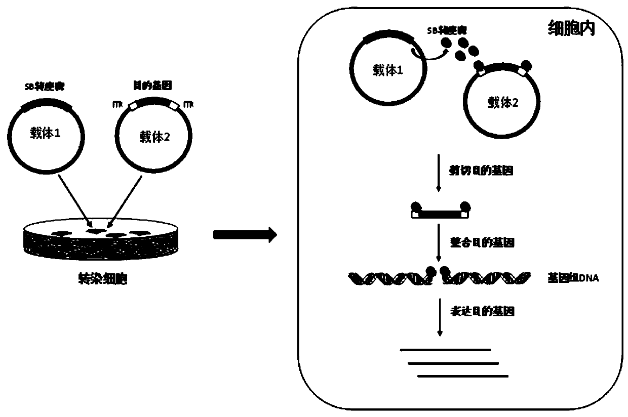 Transposon mediated method for stably transfecting non-viral eukaryocyte with high efficiency