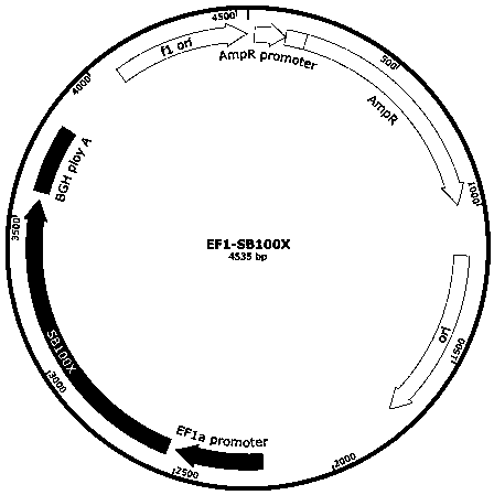 Transposon mediated method for stably transfecting non-viral eukaryocyte with high efficiency