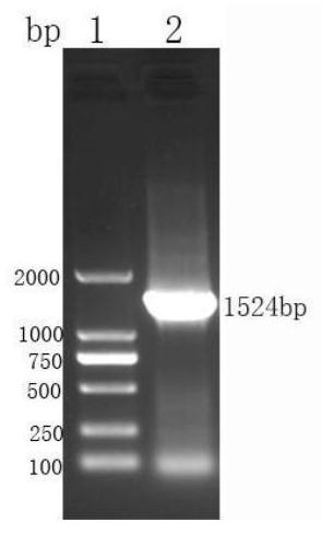 Construction method, expression system and application of multi-union fusion recombinant protein capable of preventing piglet diarrhea