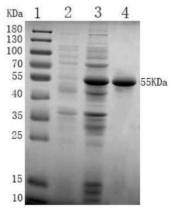 Construction method, expression system and application of multi-union fusion recombinant protein capable of preventing piglet diarrhea