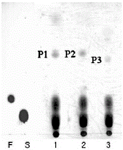 Preparation method of carbohydrate derivative by utilization of glycosyl transferase