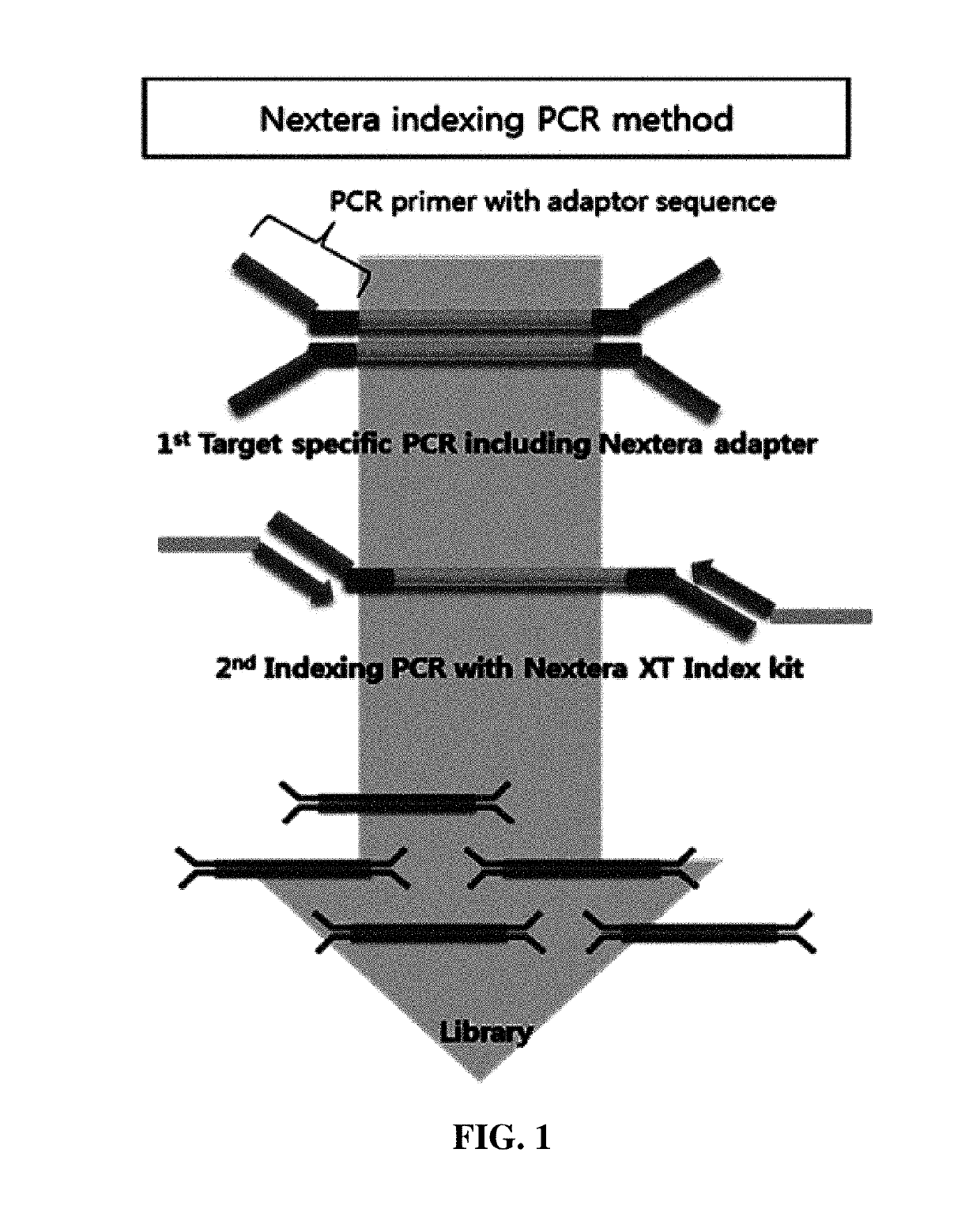 Method of analyzing microhaplotype using next generation sequencing