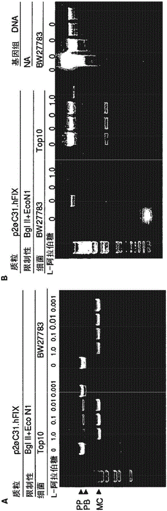 Minicircle DNA vector preparations and methods of making and using the same