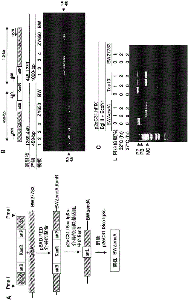 Minicircle DNA vector preparations and methods of making and using the same