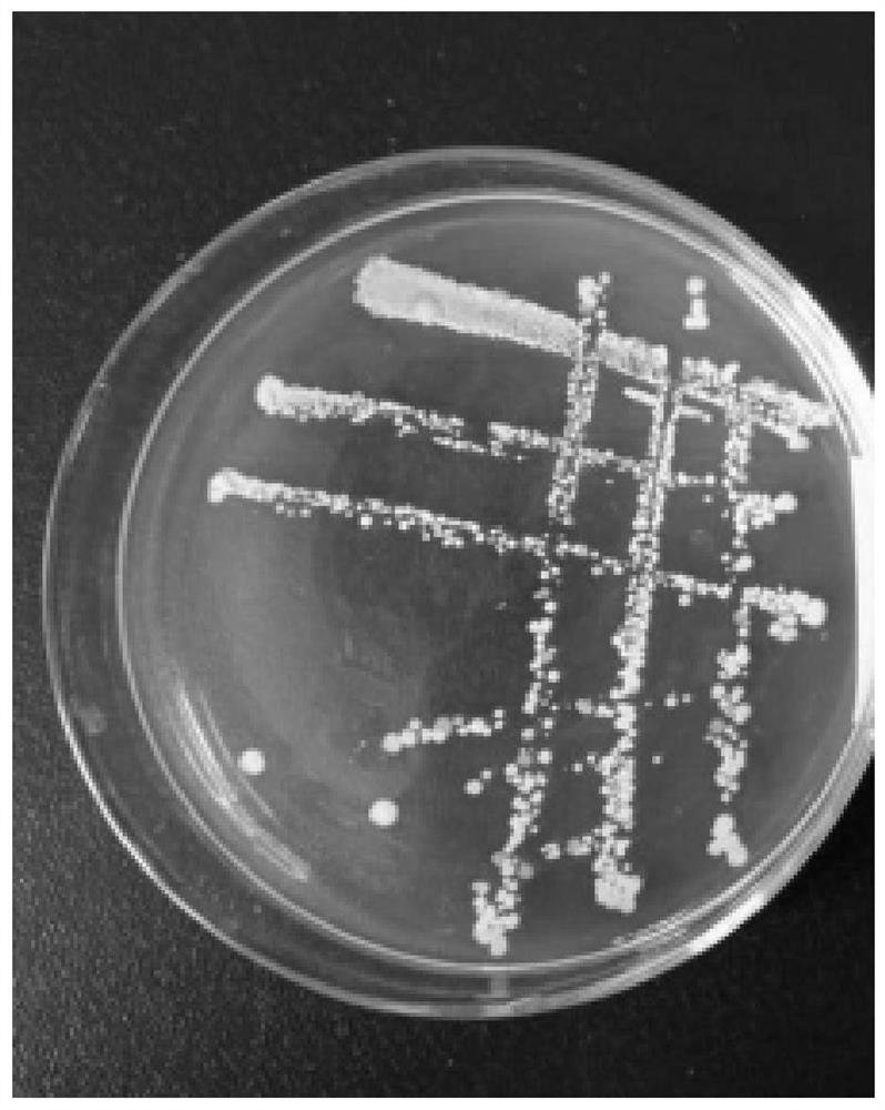 A kind of high-yield bacterial strain of Hubei Ophiopogon japonicus polysaccharide and its application
