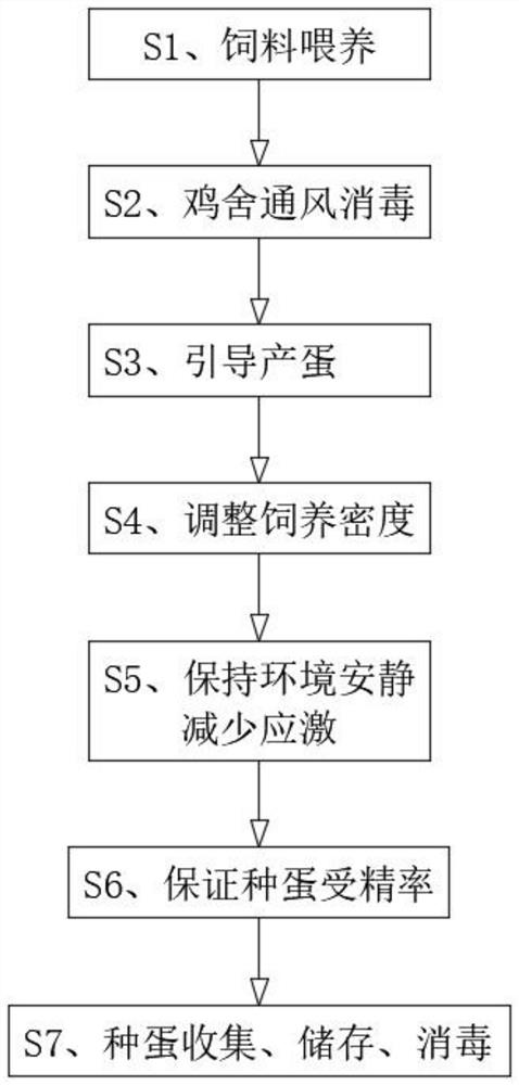 Feeding management method for Ross 308 ancestral breeding hens in the egg laying period and the later period and breeding cocks