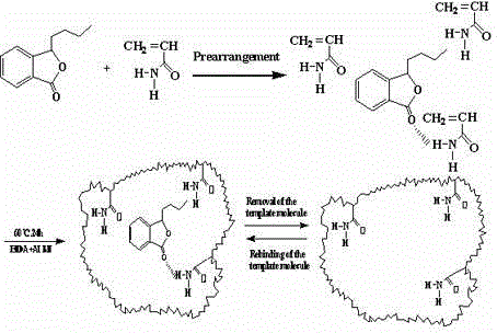 Printed material having high affinity and high identification capability on butylphthalide and preparation method of printed material