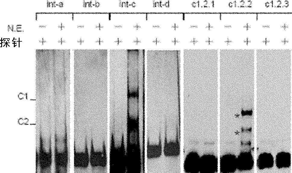 DNA sequence regulating eukaryotic gene transcription, and its binding proteins