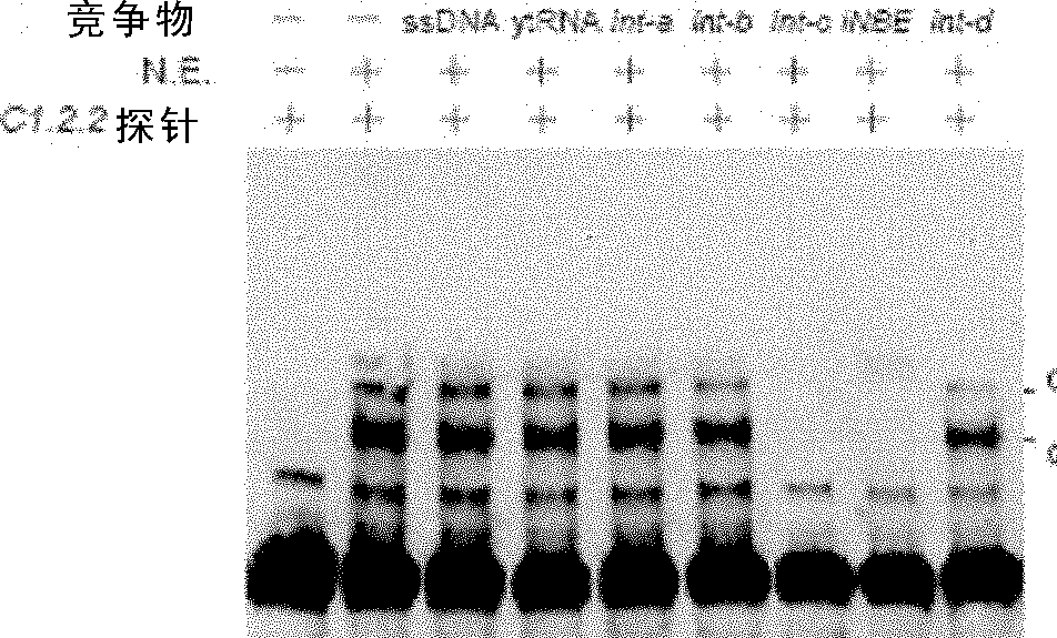 DNA sequence regulating eukaryotic gene transcription, and its binding proteins