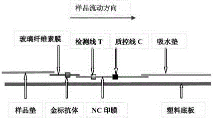 Freshwater fish clonorchis sinensis metacercaria infection colloidal gold rapid detection strip and making method thereof