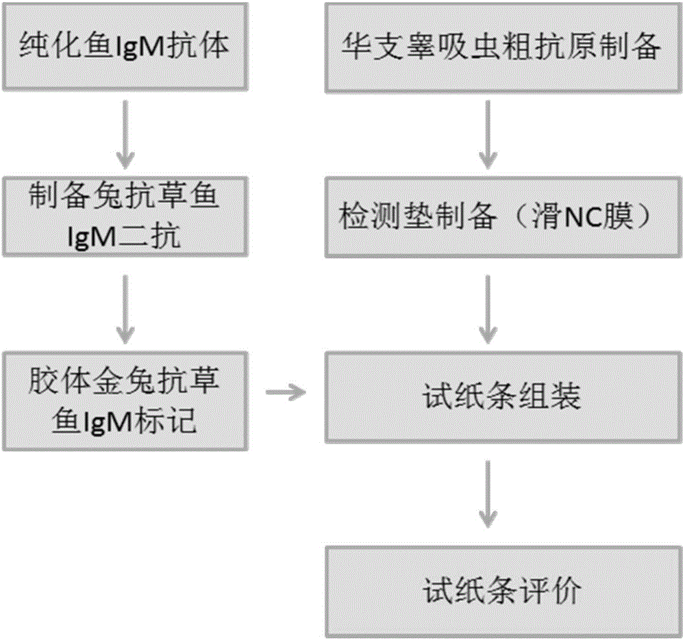 Freshwater fish clonorchis sinensis metacercaria infection colloidal gold rapid detection strip and making method thereof