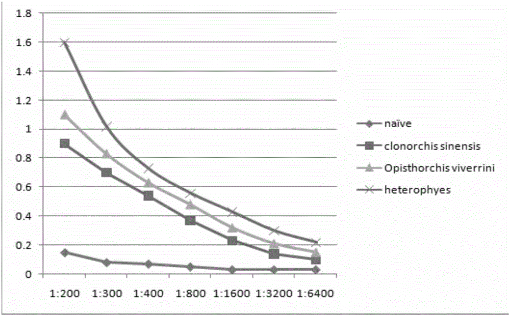 Freshwater fish clonorchis sinensis metacercaria infection colloidal gold rapid detection strip and making method thereof